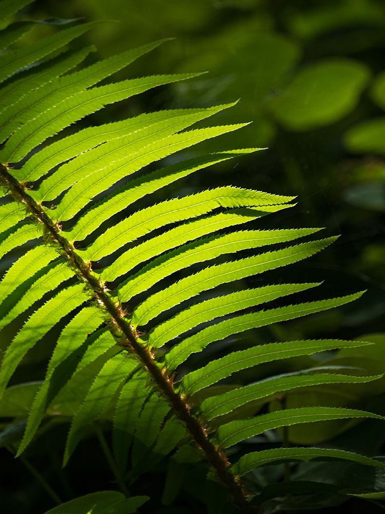 Usa-Washington State-Bainbridge Island. Backlit Western sword fern frond glowing in sunlight